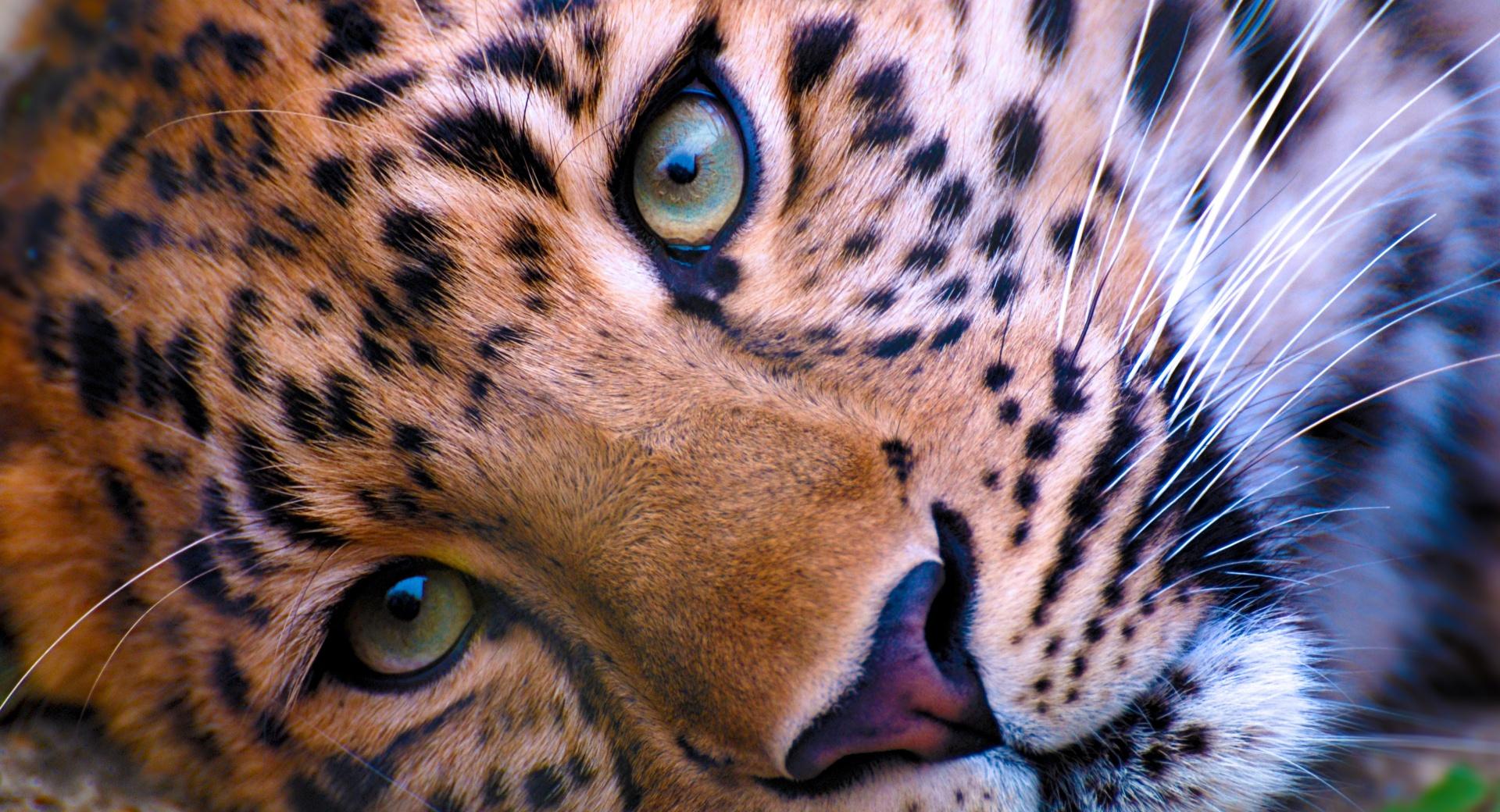 Leopard Face at 640 x 960 iPhone 4 size wallpapers HD quality