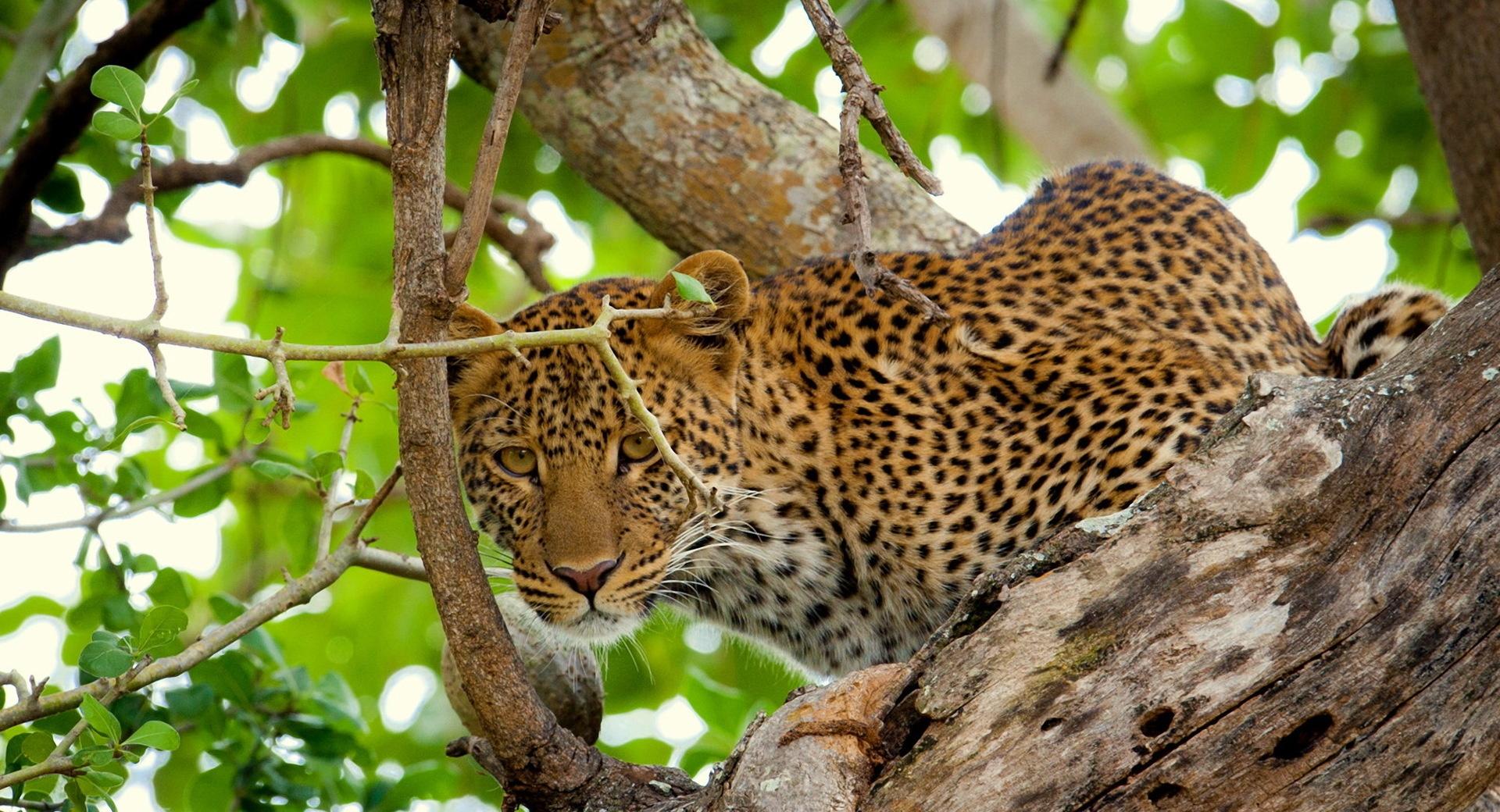 Leopard In The Wild at 1024 x 768 size wallpapers HD quality