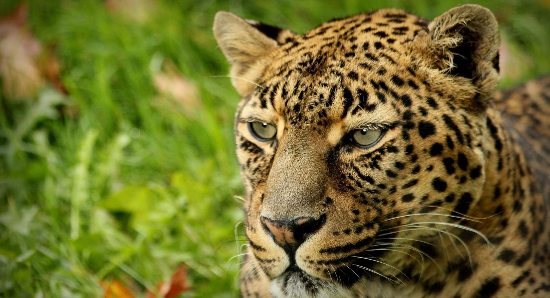 Leopard Look wallpapers HD quality