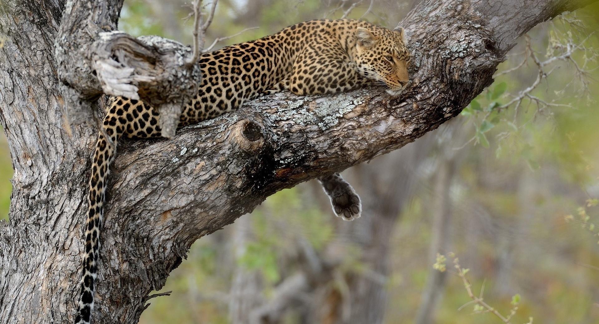 Leopard Relaxation at 2048 x 2048 iPad size wallpapers HD quality