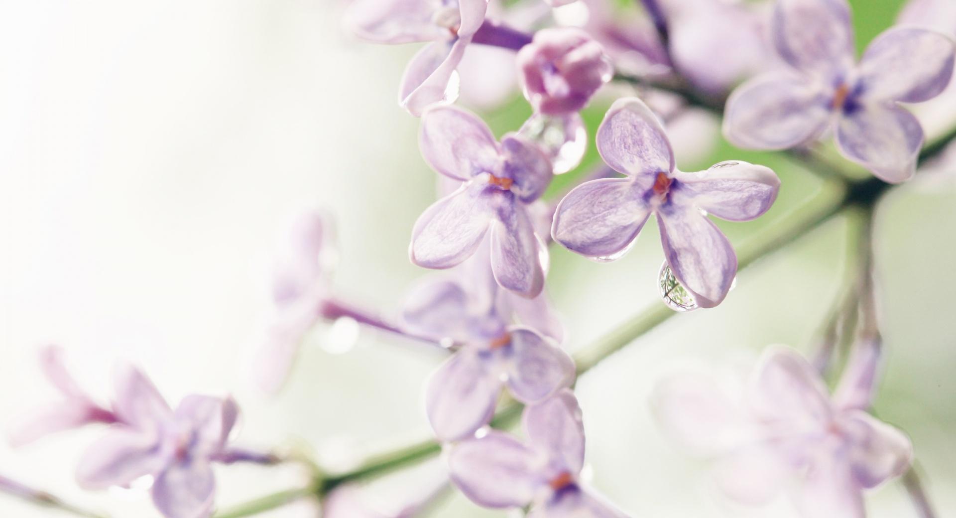 Lilac Flowers at 1600 x 1200 size wallpapers HD quality