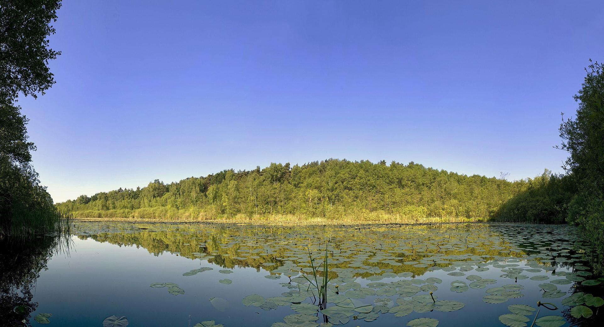 Lily Pads On Lake at 640 x 960 iPhone 4 size wallpapers HD quality