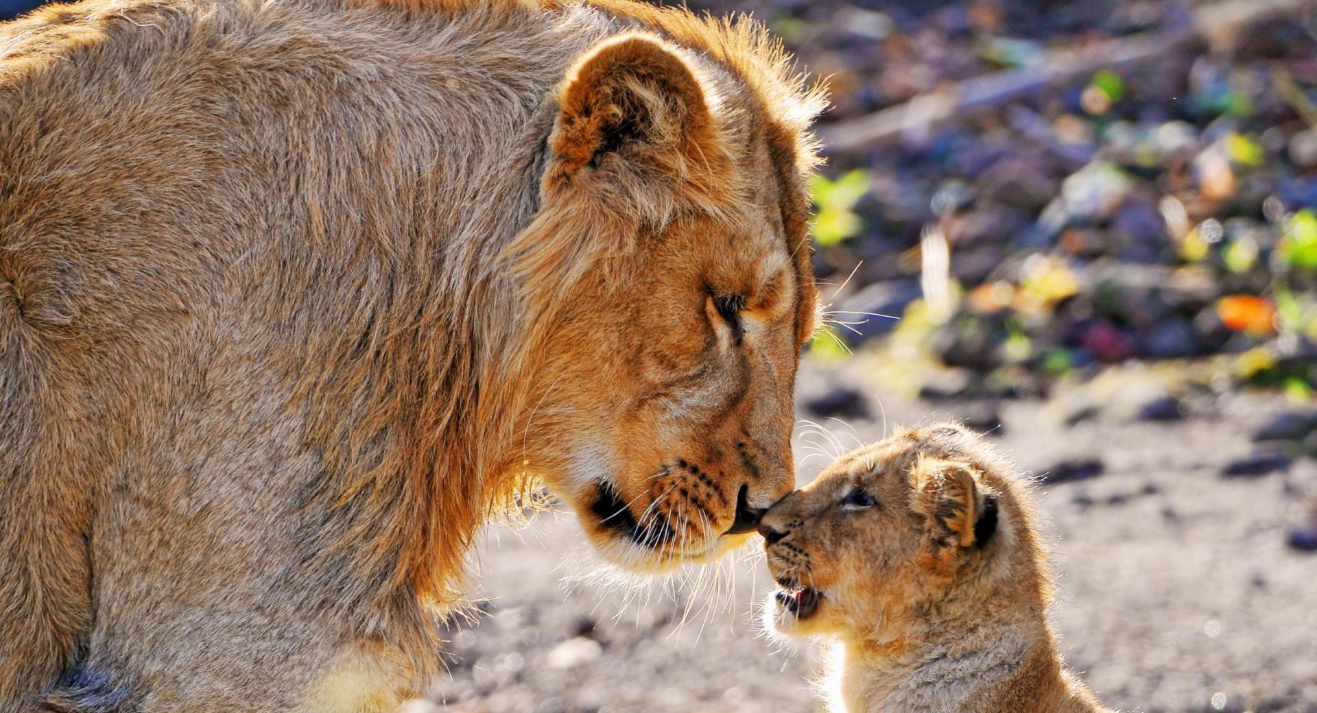 Lion and Son at 1334 x 750 iPhone 7 size wallpapers HD quality