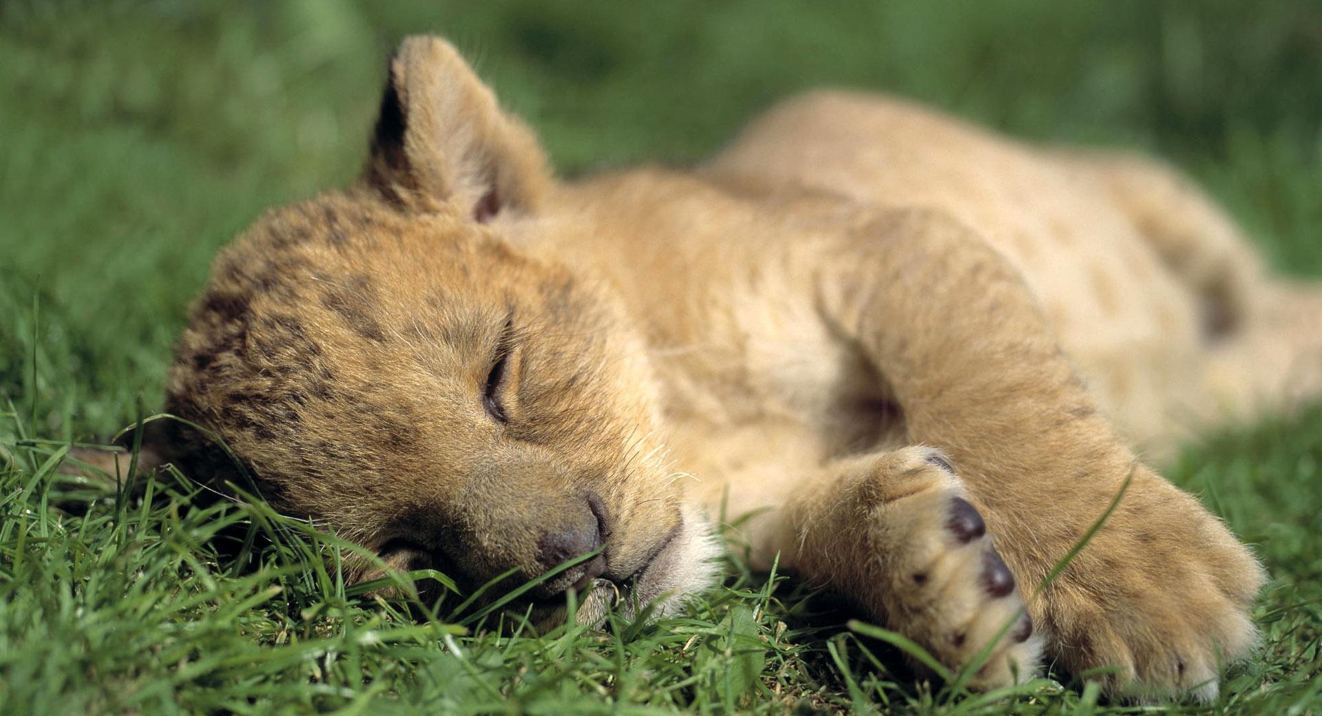 Lion Young Sleeping at 640 x 1136 iPhone 5 size wallpapers HD quality
