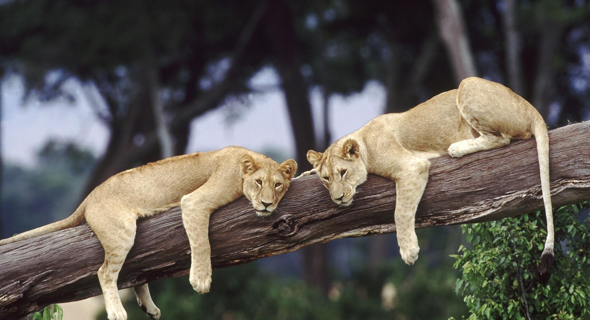 Lionesses Resting On A Fallen Tree at 1024 x 768 size wallpapers HD quality