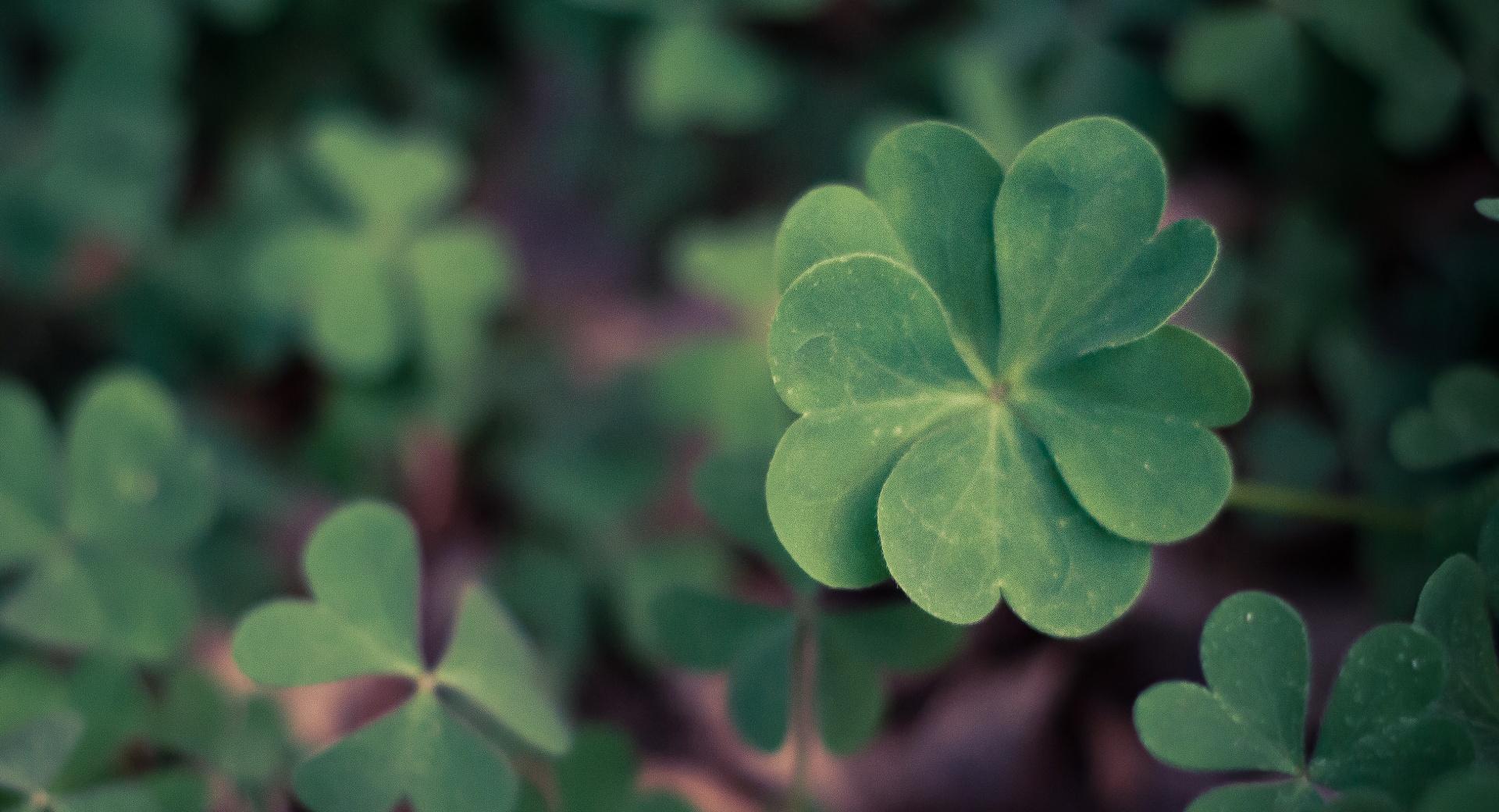 Lucky Clover at 640 x 960 iPhone 4 size wallpapers HD quality