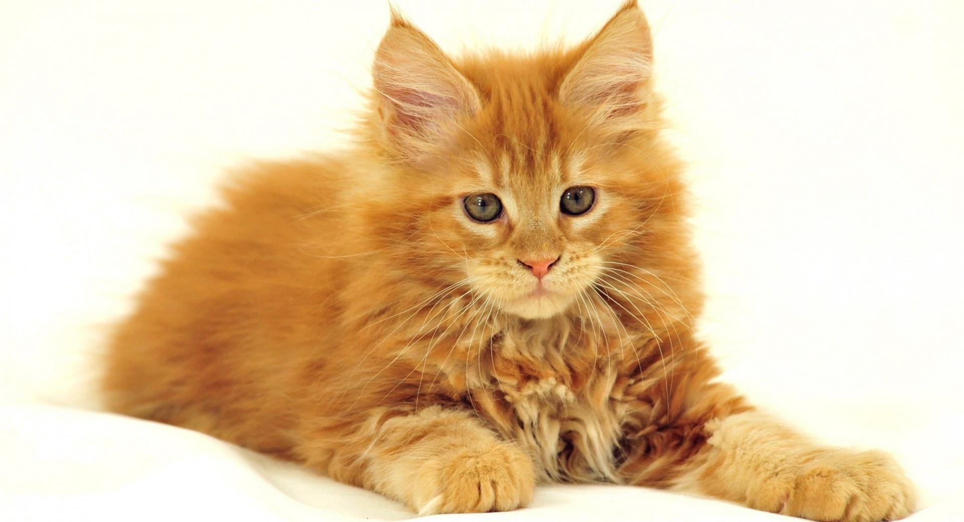 Maine Coon Cat at 750 x 1334 iPhone 6 size wallpapers HD quality