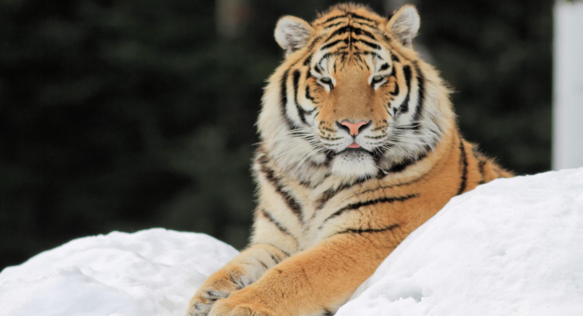 Majestic Tiger at 1600 x 1200 size wallpapers HD quality