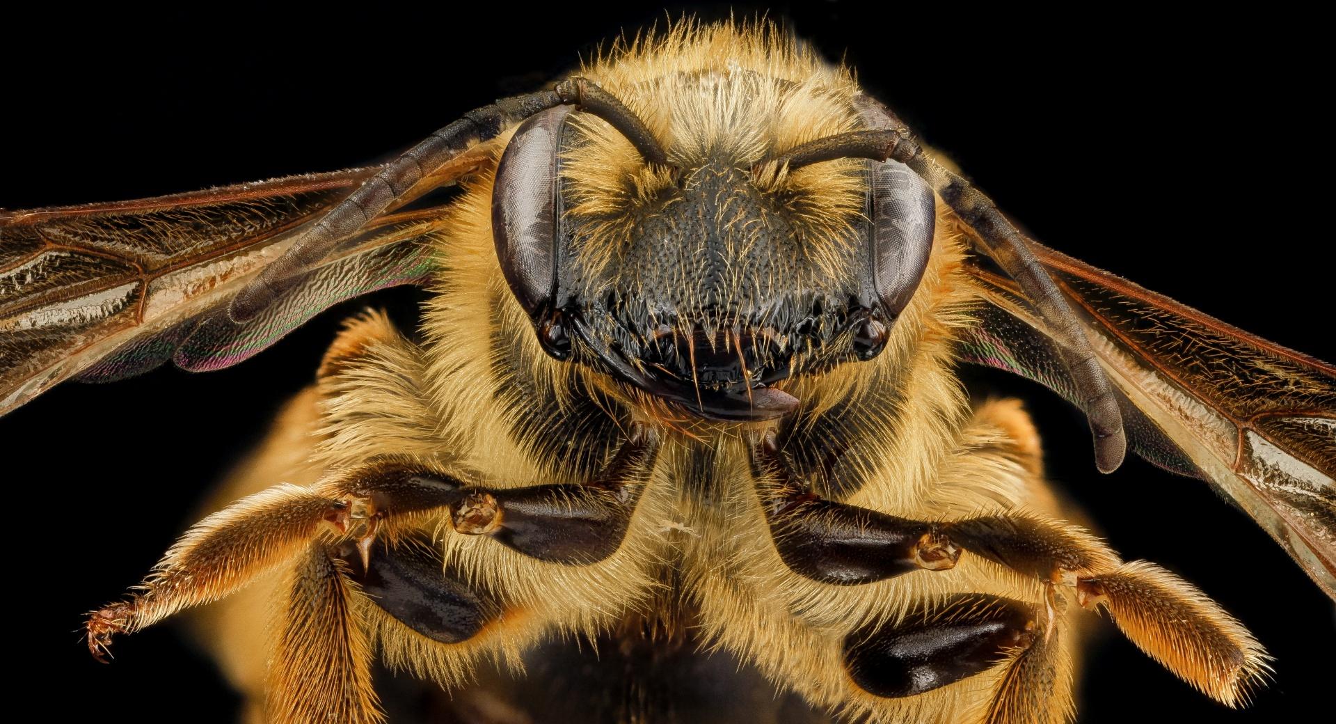 Mining Bee Face, Andrena Hilaris Macro at 2048 x 2048 iPad size wallpapers HD quality