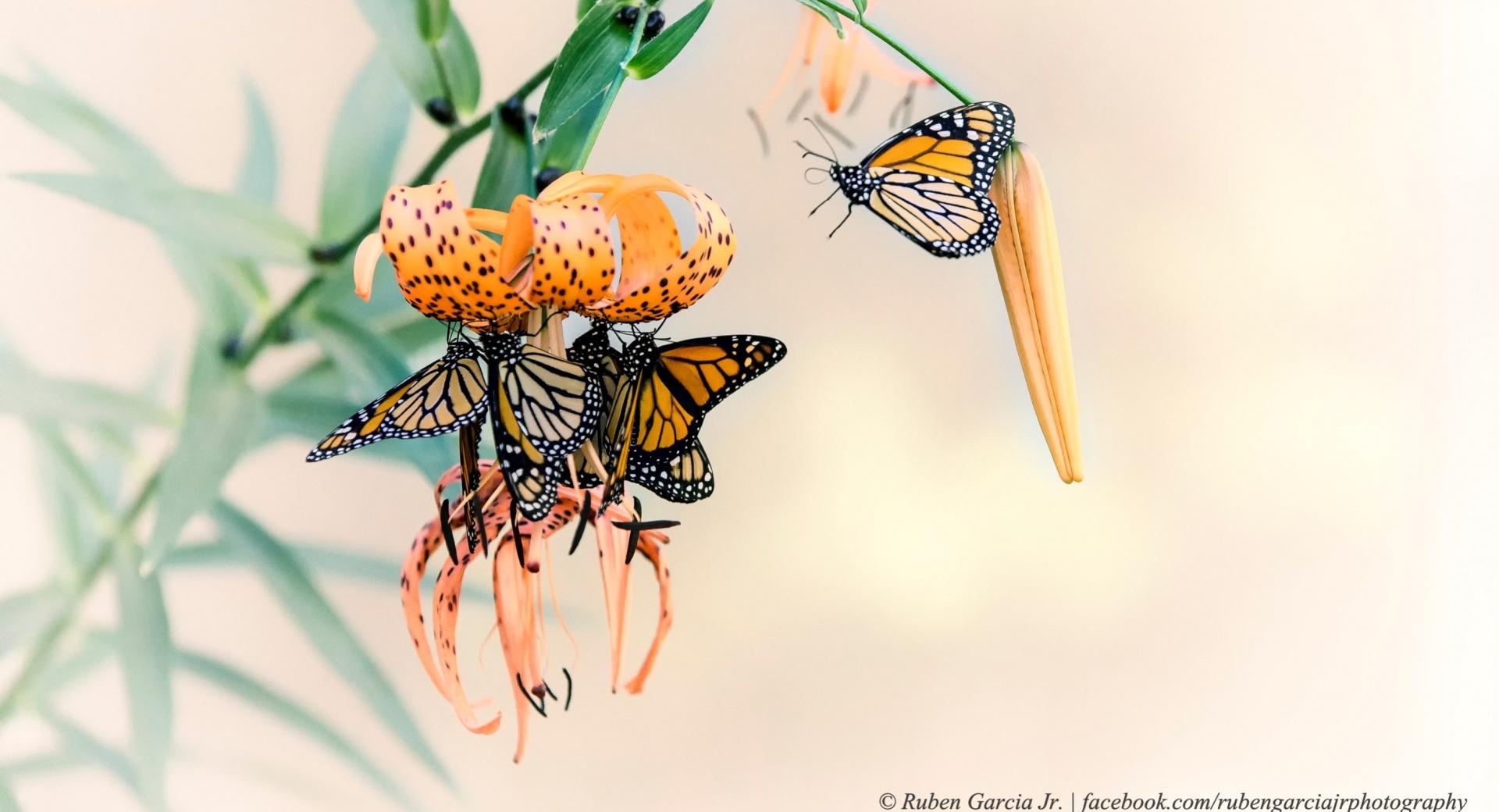 Monarch Butterflies wallpapers HD quality
