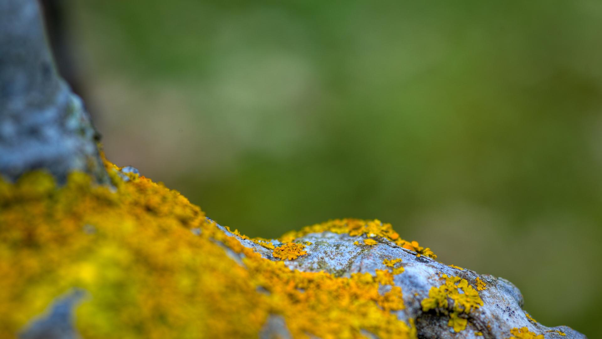 Moss at 1600 x 1200 size wallpapers HD quality