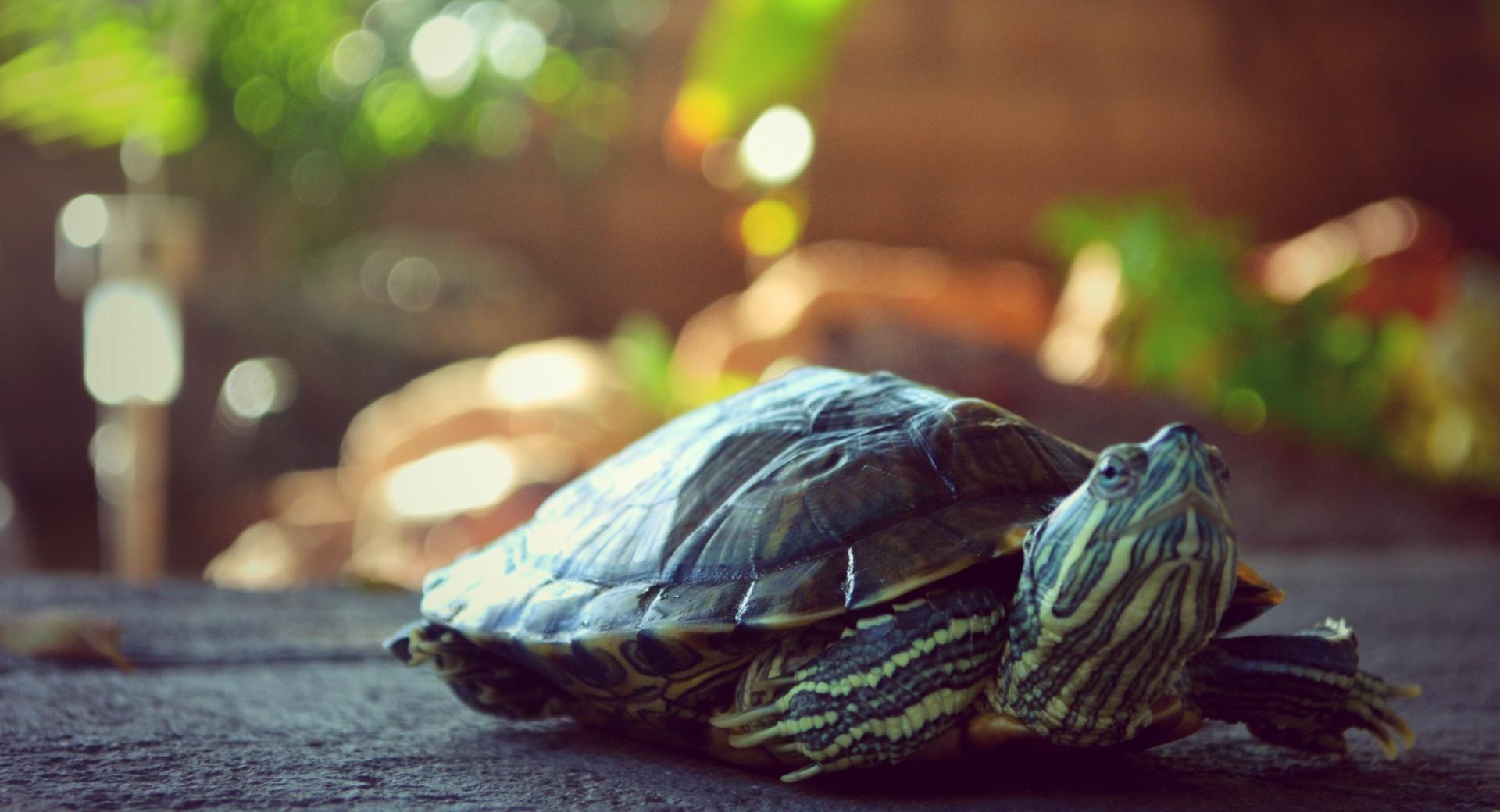 My turtle Titi at 1152 x 864 size wallpapers HD quality