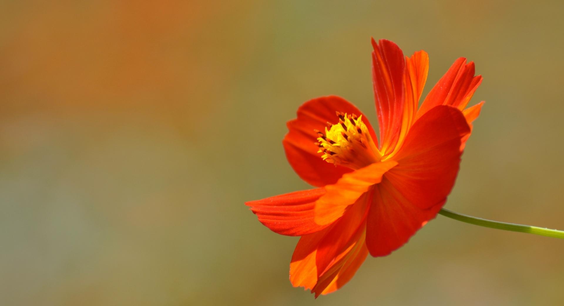 Orange Cosmos Flower at 320 x 480 iPhone size wallpapers HD quality