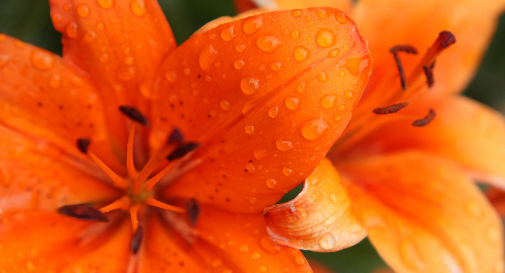 Orange Lily at 640 x 1136 iPhone 5 size wallpapers HD quality