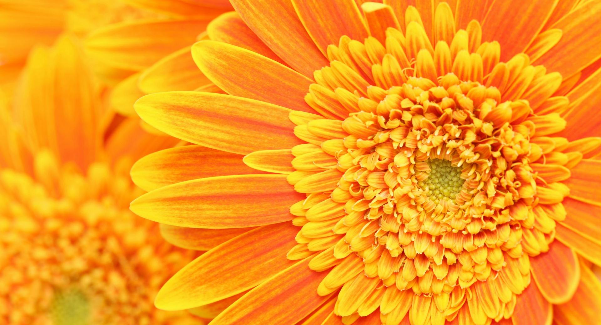 Orange Yellow Gerber Daisies Macro at 1280 x 960 size wallpapers HD quality