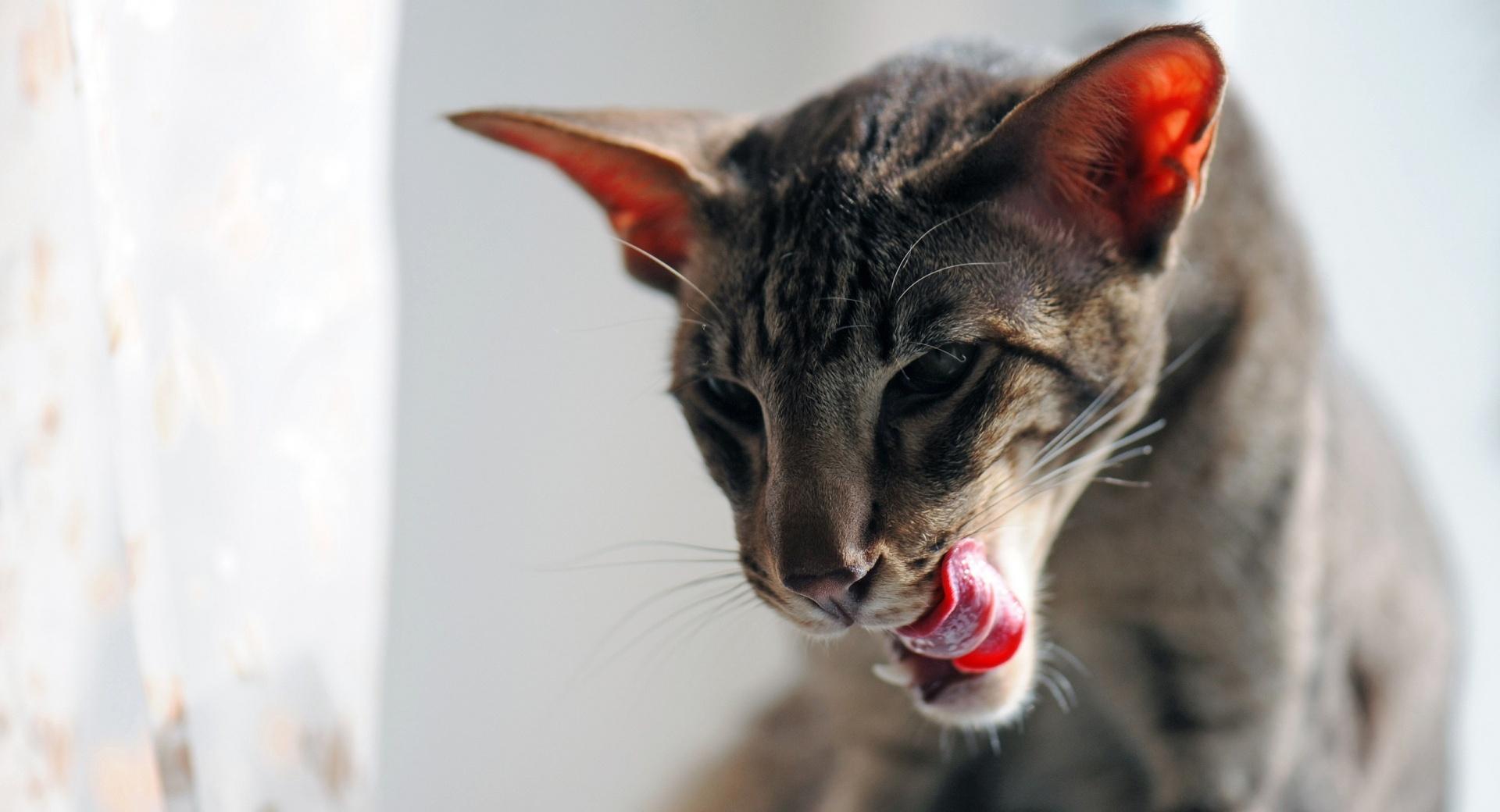 Oriental Shorthair wallpapers HD quality
