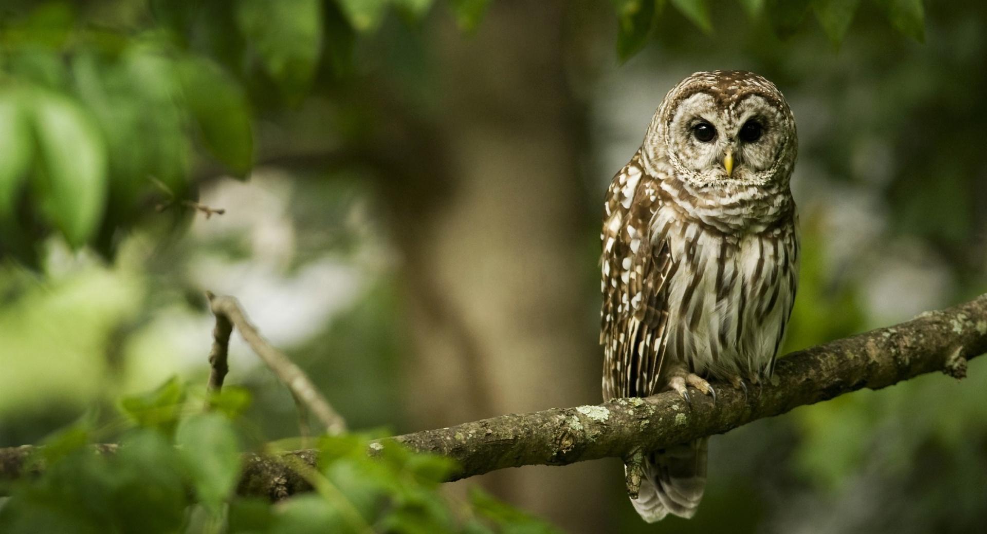 Owl On A Branch at 1152 x 864 size wallpapers HD quality