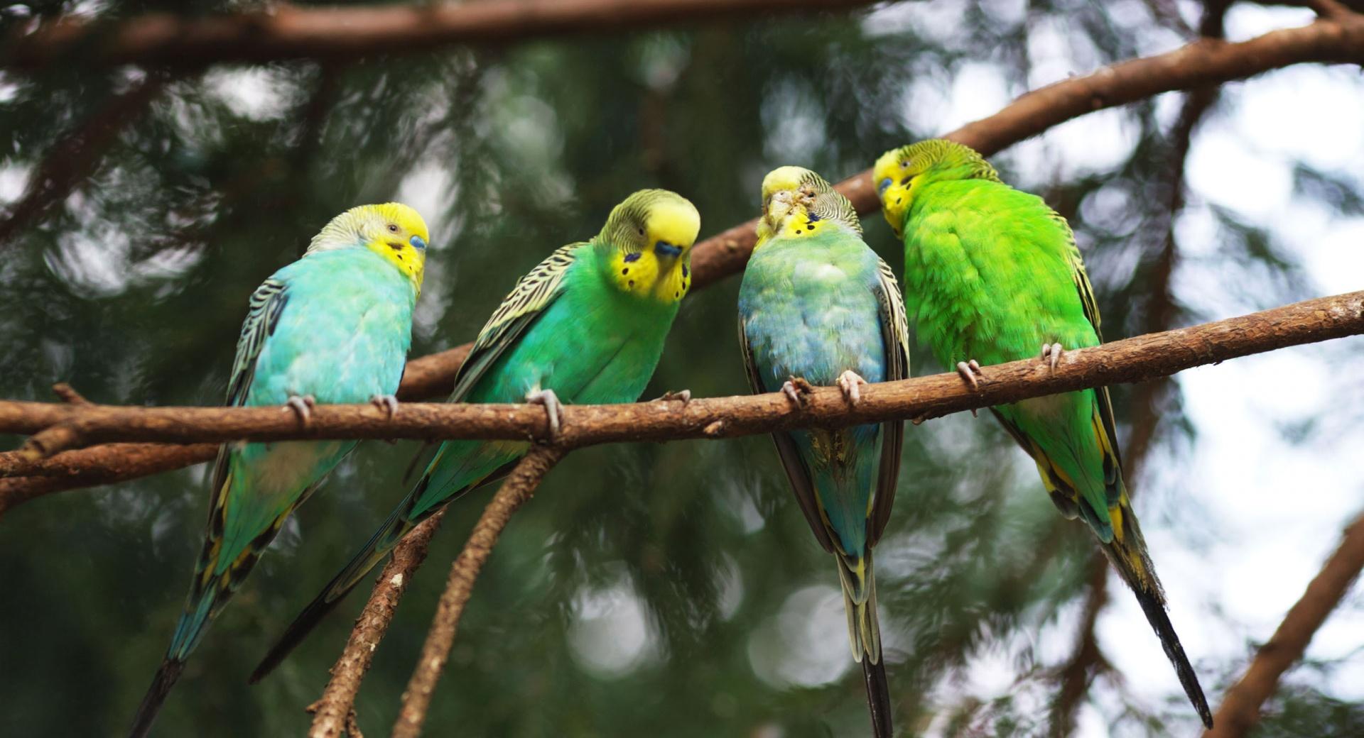Parrots On A Branch at 640 x 1136 iPhone 5 size wallpapers HD quality