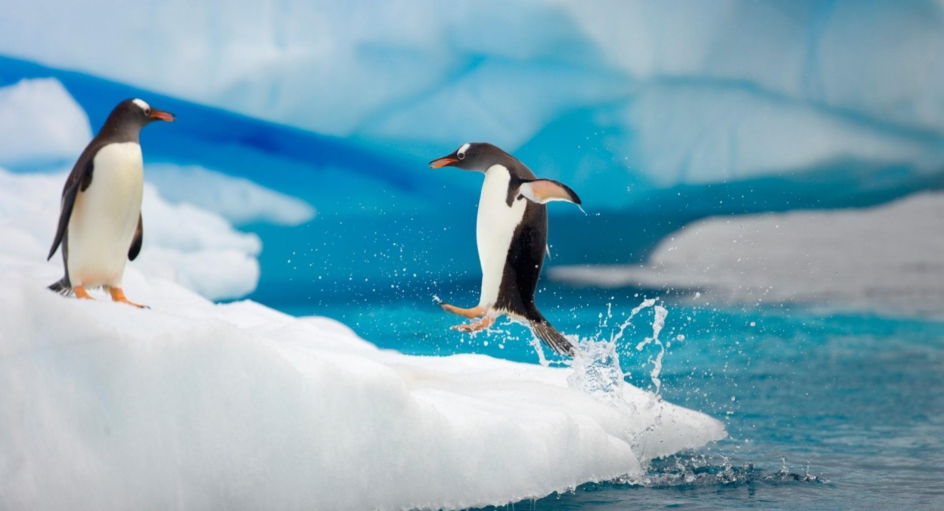 Penguin Jumping at 1280 x 960 size wallpapers HD quality