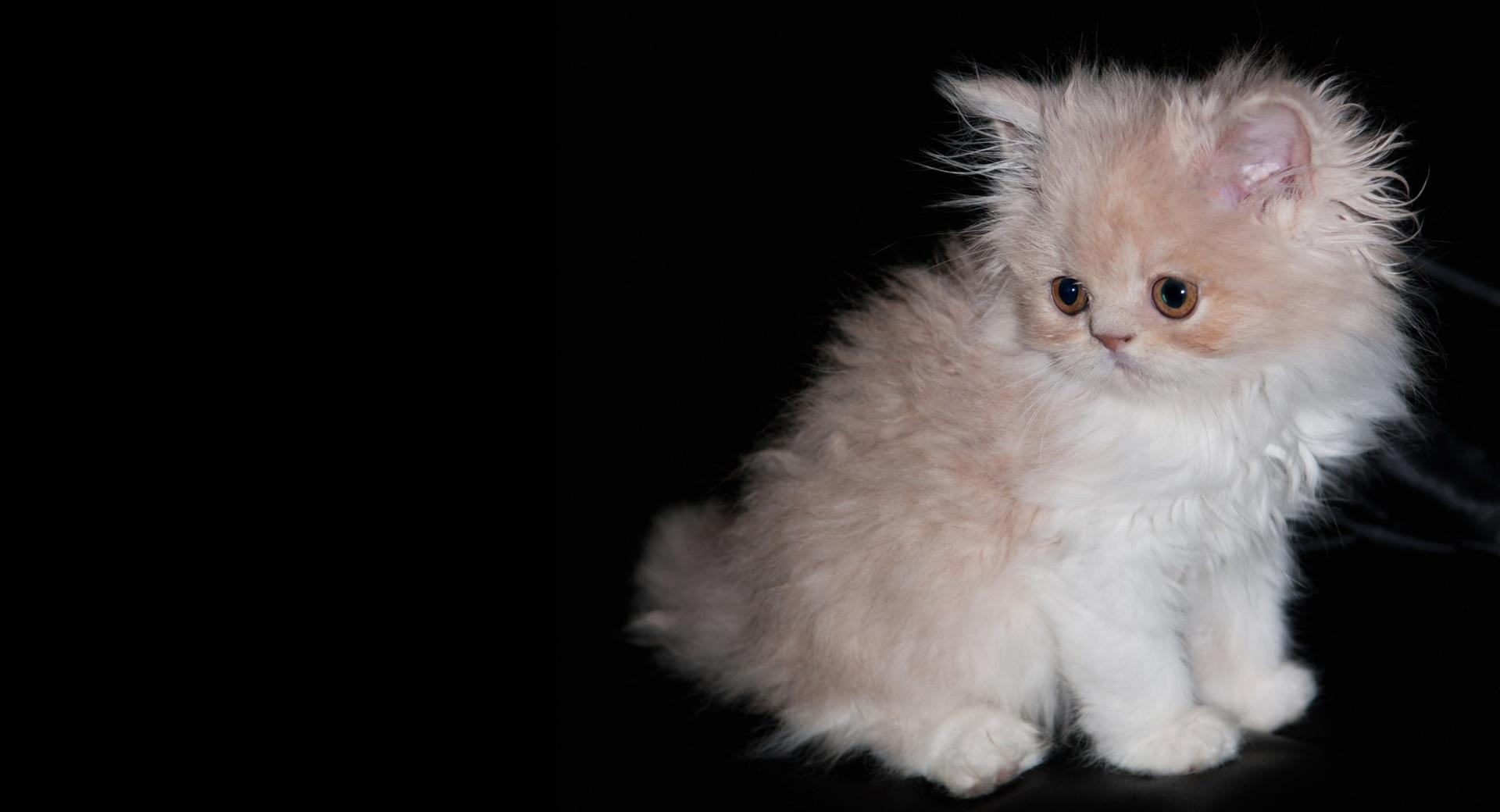 Persian Kitten at 1280 x 960 size wallpapers HD quality