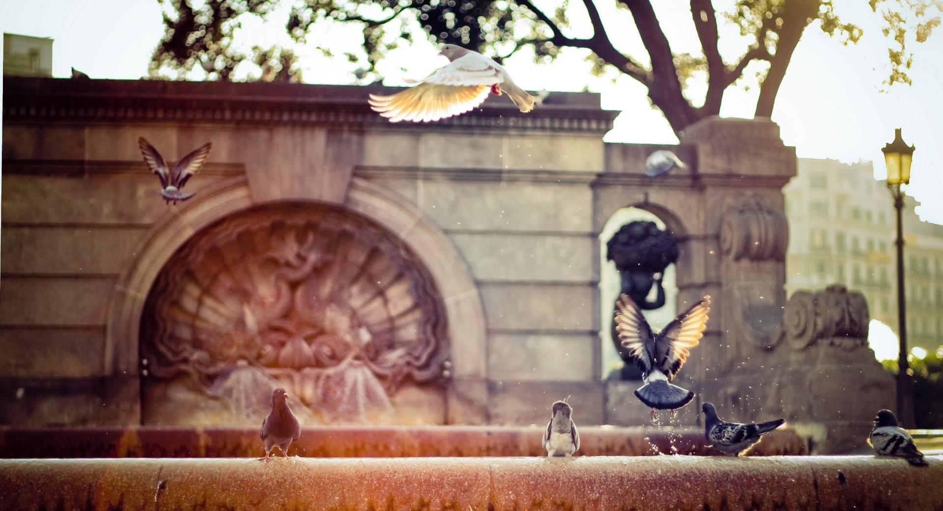 Pigeons On A Fountain at 1334 x 750 iPhone 7 size wallpapers HD quality