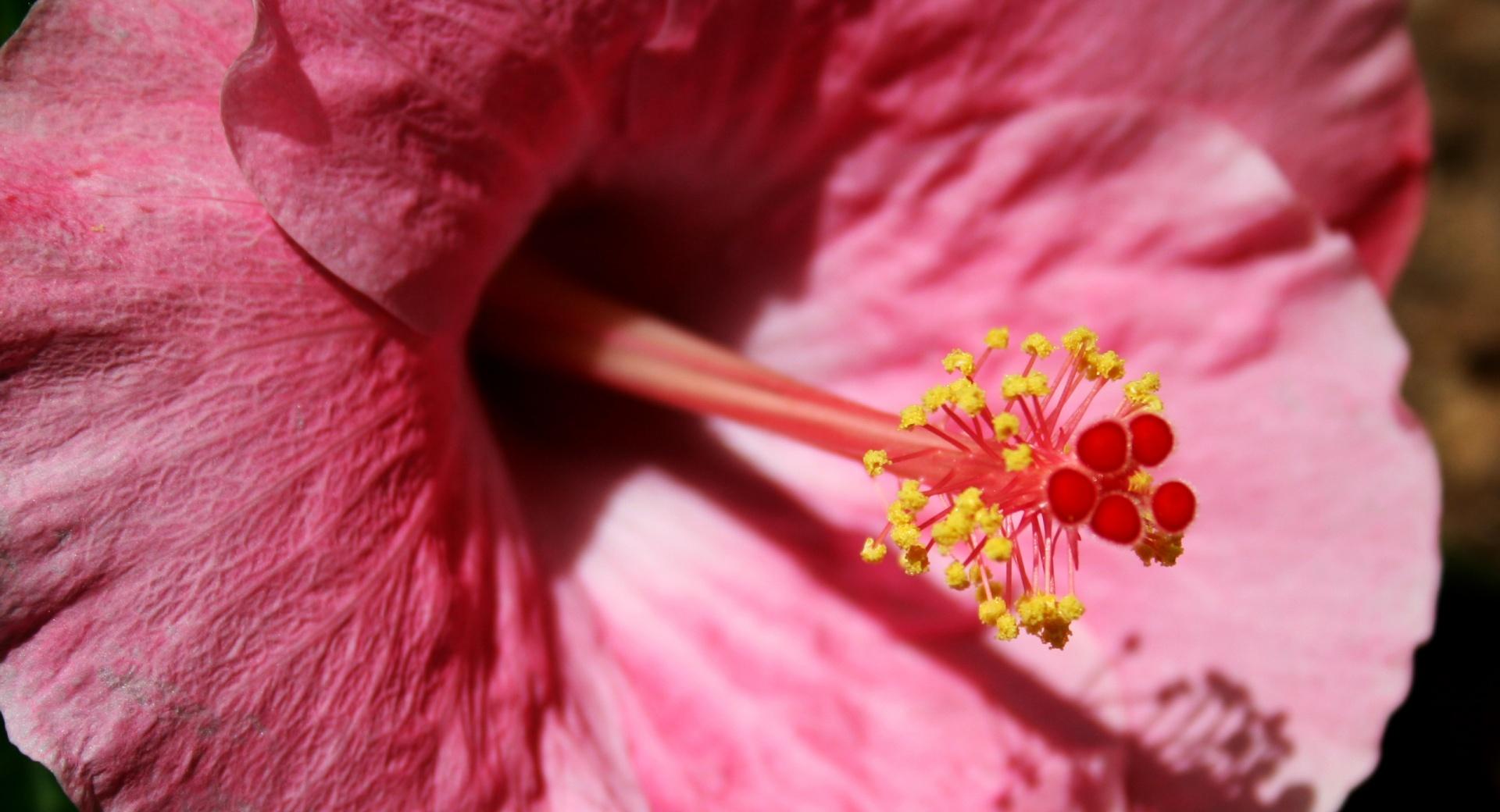 Pink Hibiscus at 1600 x 1200 size wallpapers HD quality