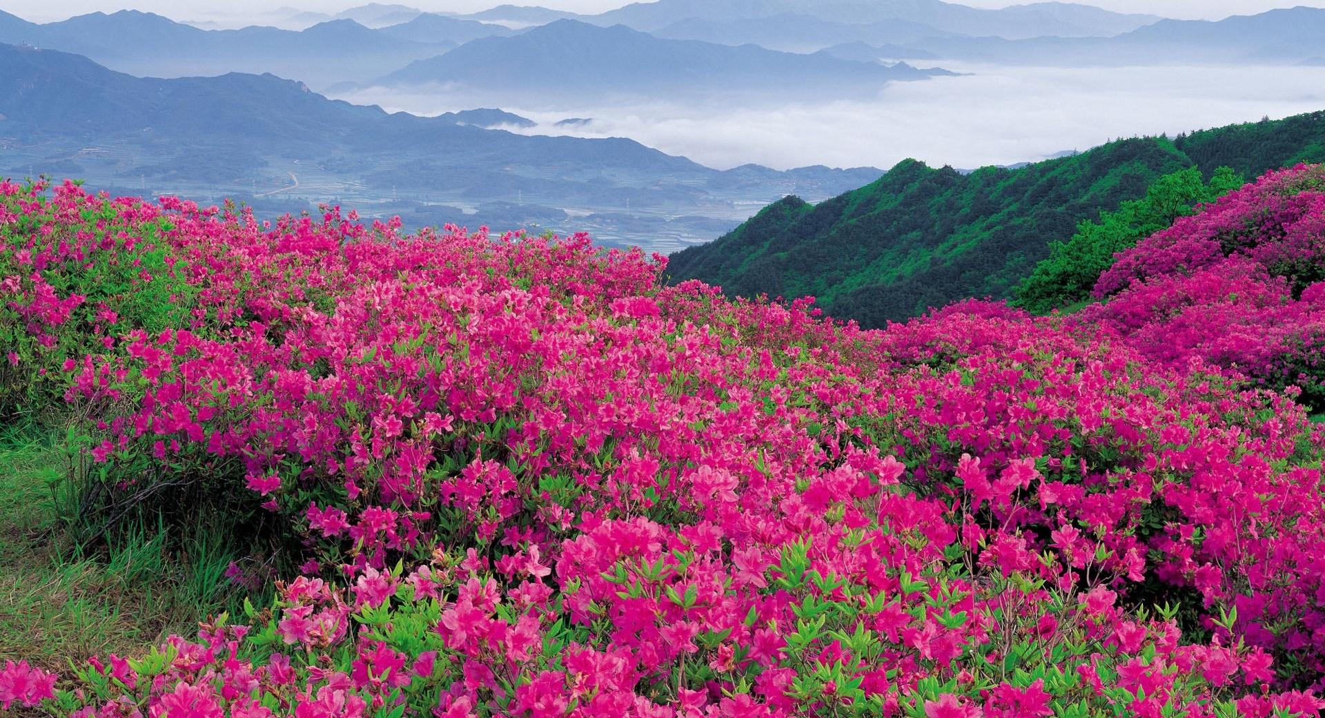 Pink Wildflowers at 640 x 1136 iPhone 5 size wallpapers HD quality