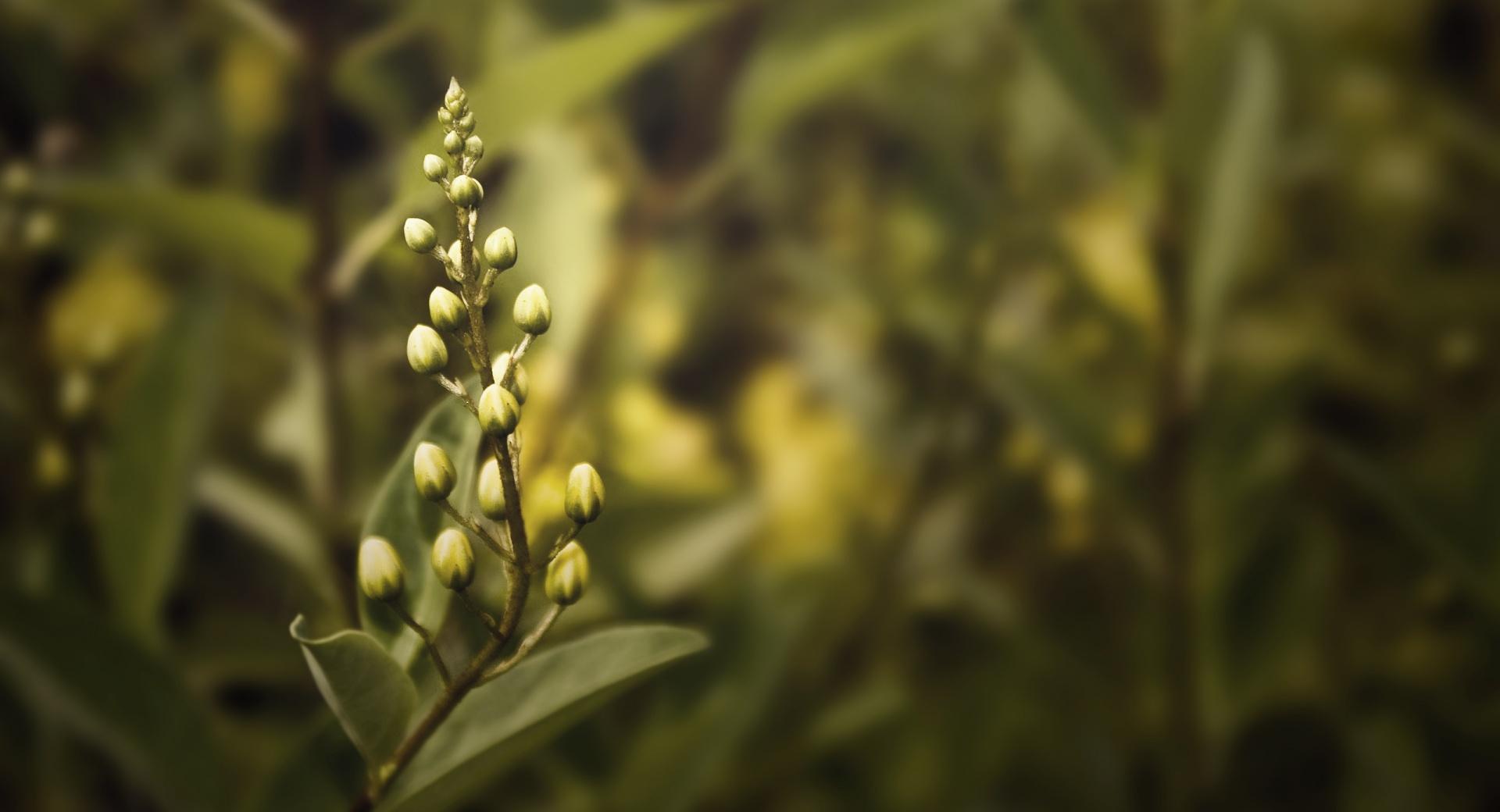 Plant Buds at 1600 x 1200 size wallpapers HD quality