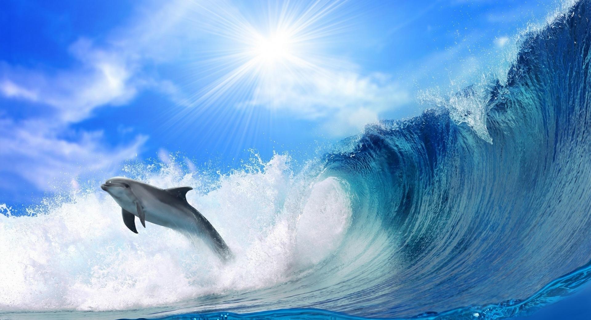 Playing Dolphin at 640 x 1136 iPhone 5 size wallpapers HD quality