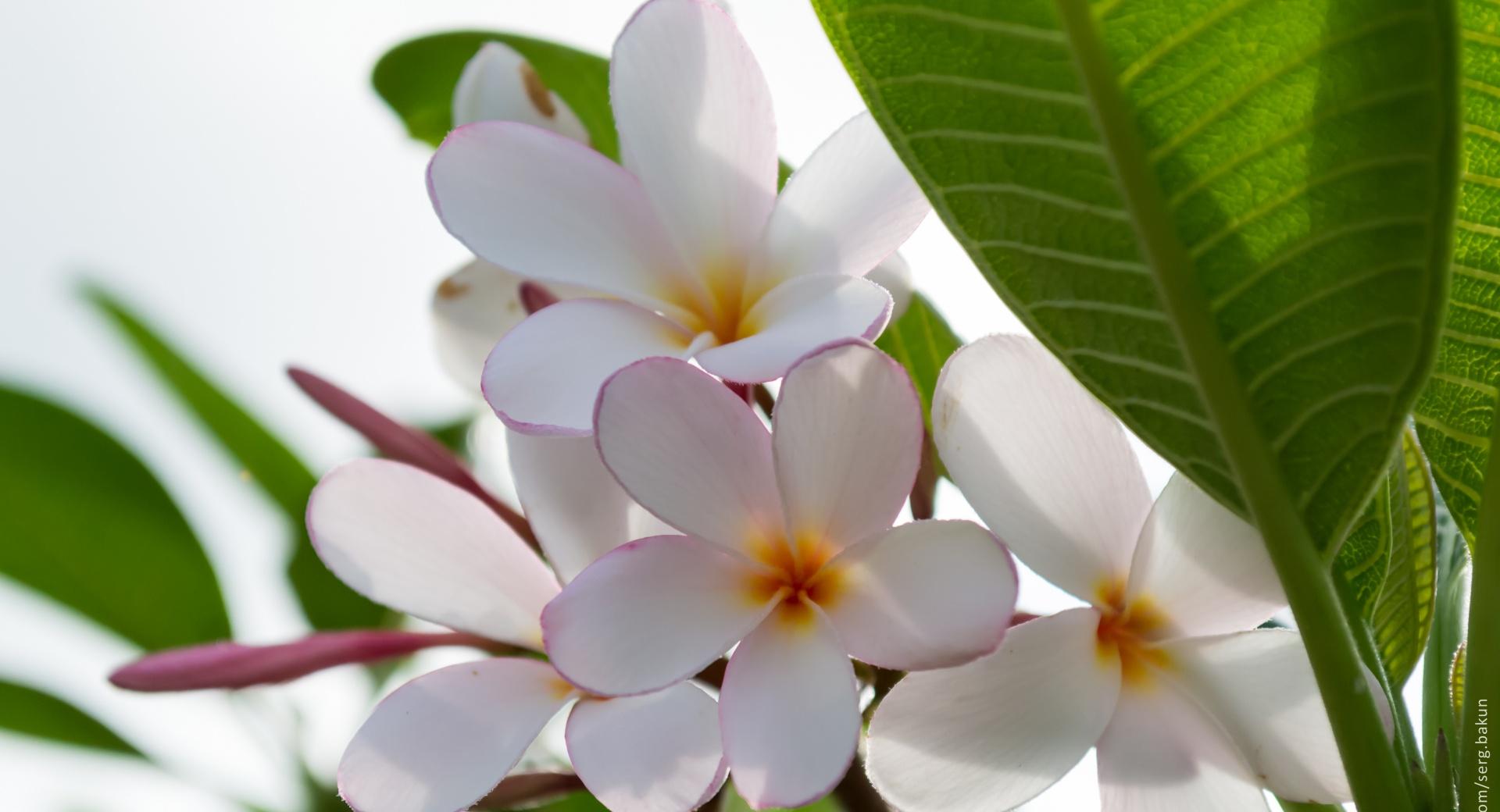 Plumeria Flowers at 320 x 480 iPhone size wallpapers HD quality