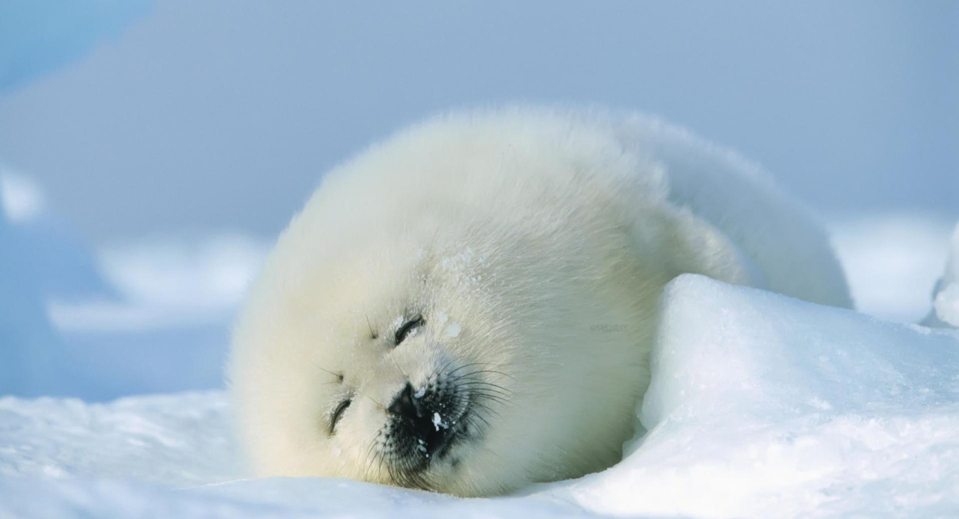 Polar Seal at 640 x 960 iPhone 4 size wallpapers HD quality