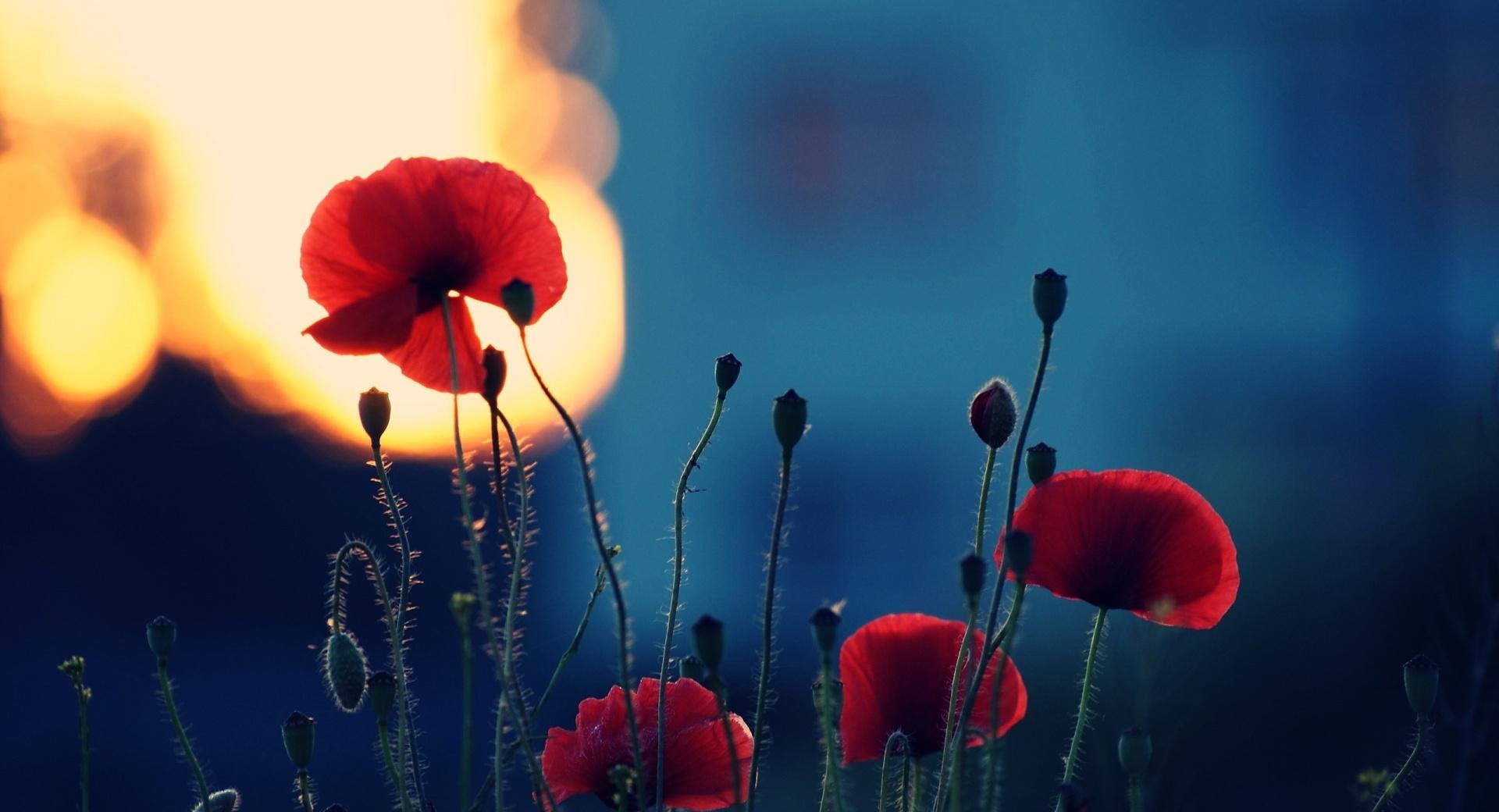 Poppies In The Sunset at 750 x 1334 iPhone 6 size wallpapers HD quality
