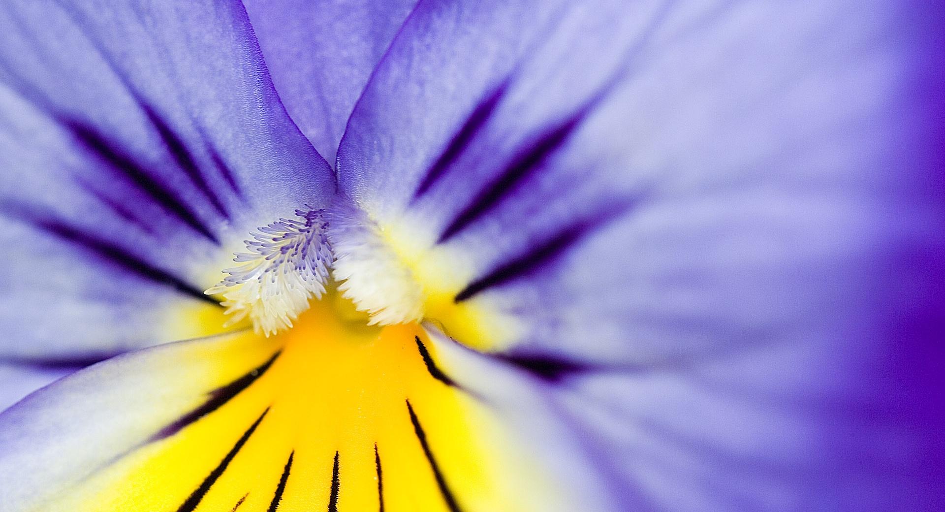 Purple Pansy at 1280 x 960 size wallpapers HD quality