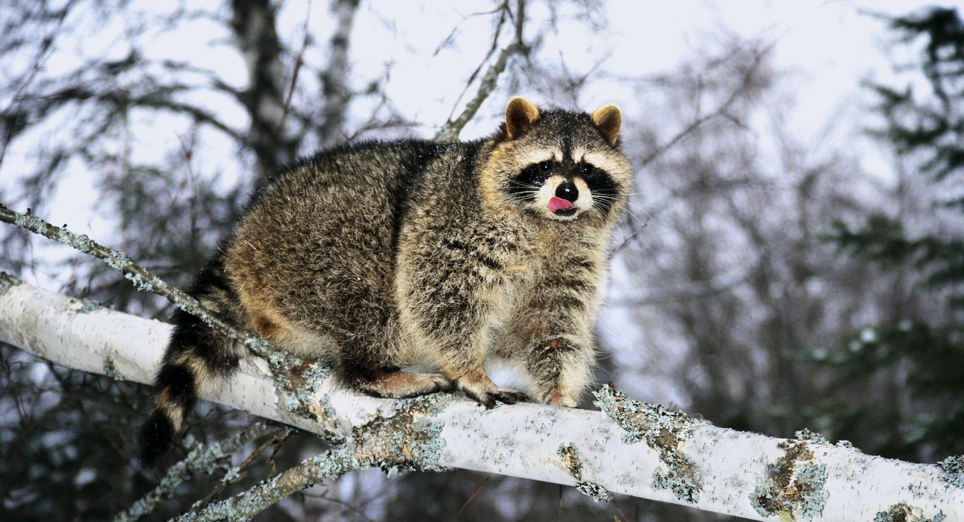 Raccoon On A Tree Branch at 320 x 480 iPhone size wallpapers HD quality