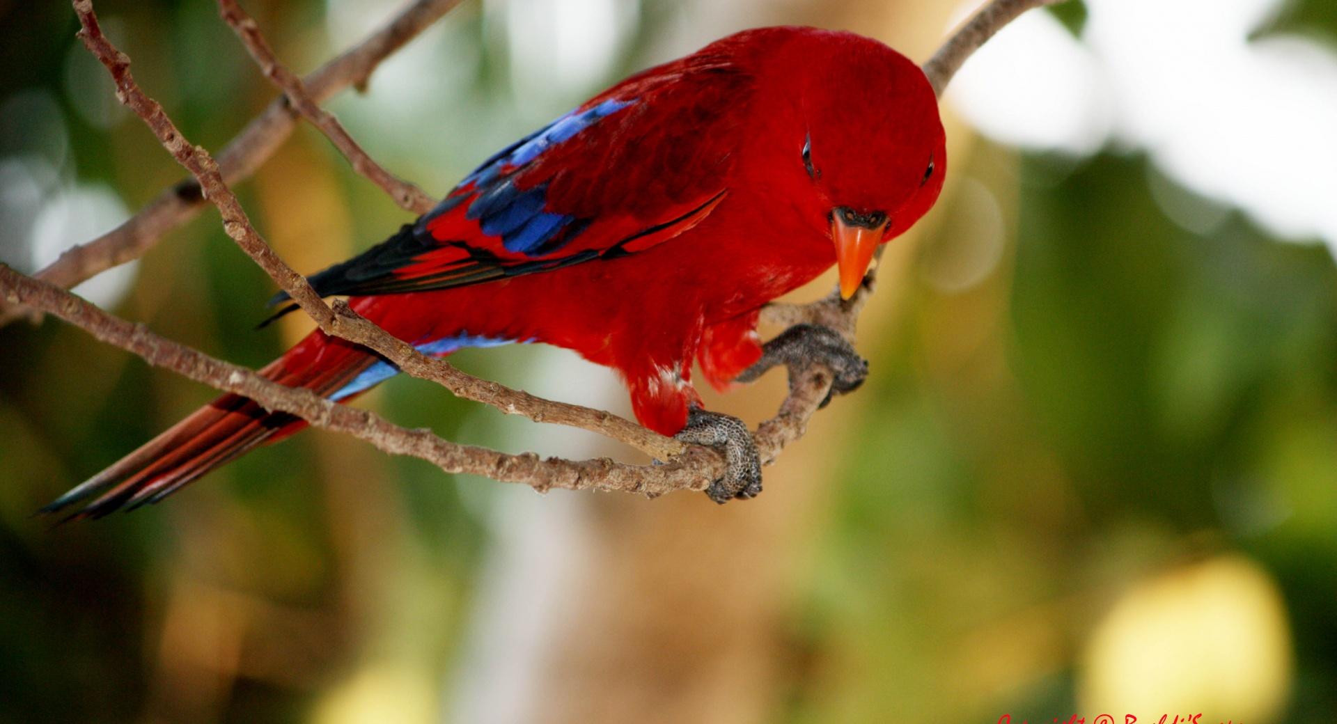 Red and Blue Bird at 1152 x 864 size wallpapers HD quality