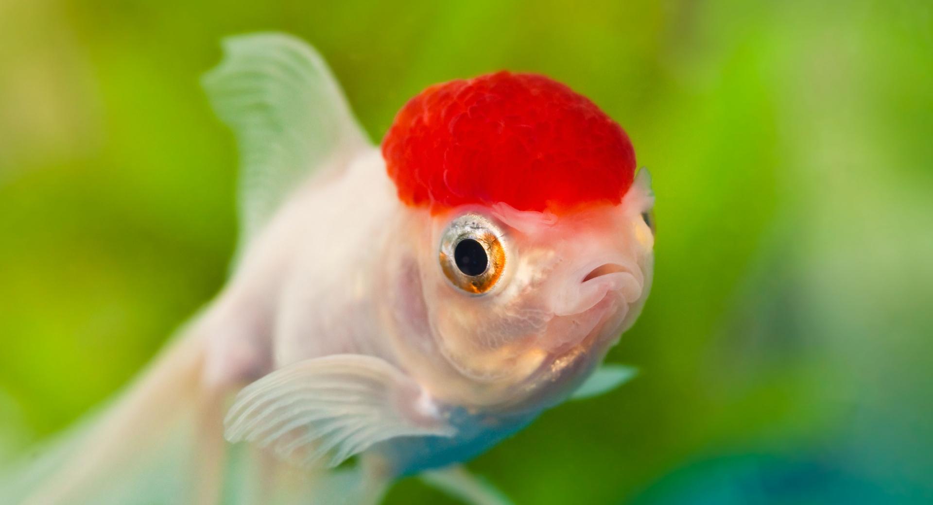 Red Cap Oranda Goldfish at 640 x 960 iPhone 4 size wallpapers HD quality