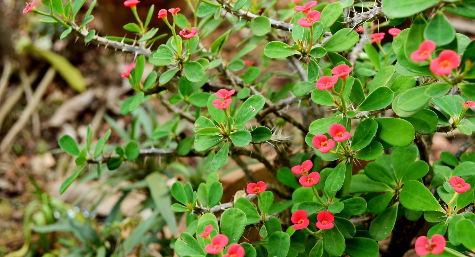 Red Euphorbia at 640 x 1136 iPhone 5 size wallpapers HD quality