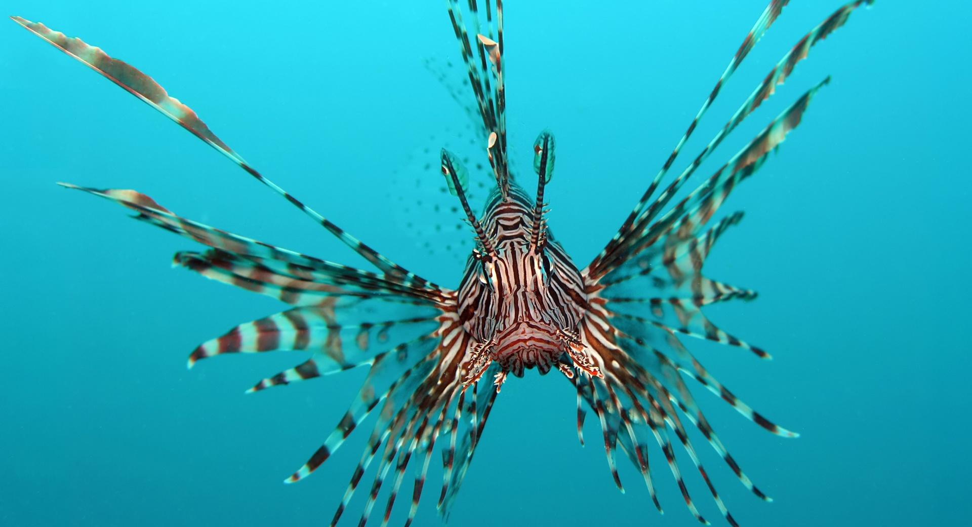 Red Lionfish at 640 x 1136 iPhone 5 size wallpapers HD quality