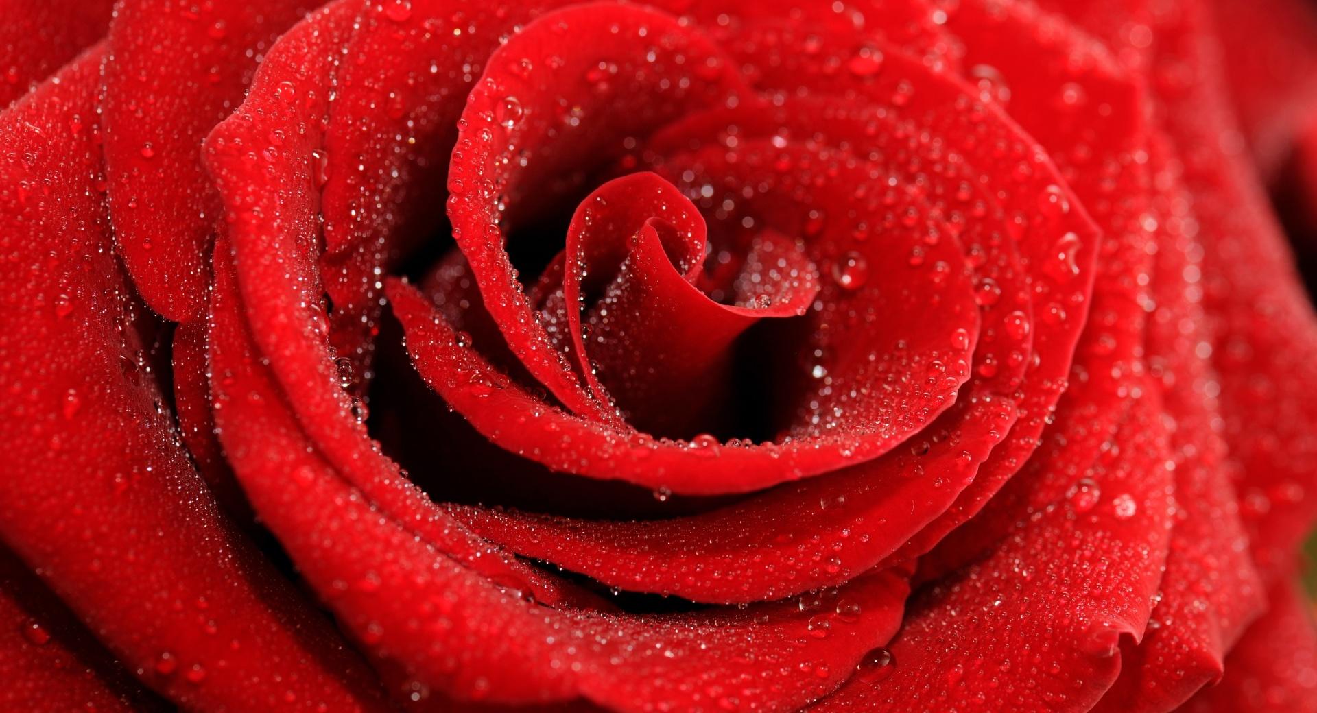 Red Rose Macro wallpapers HD quality