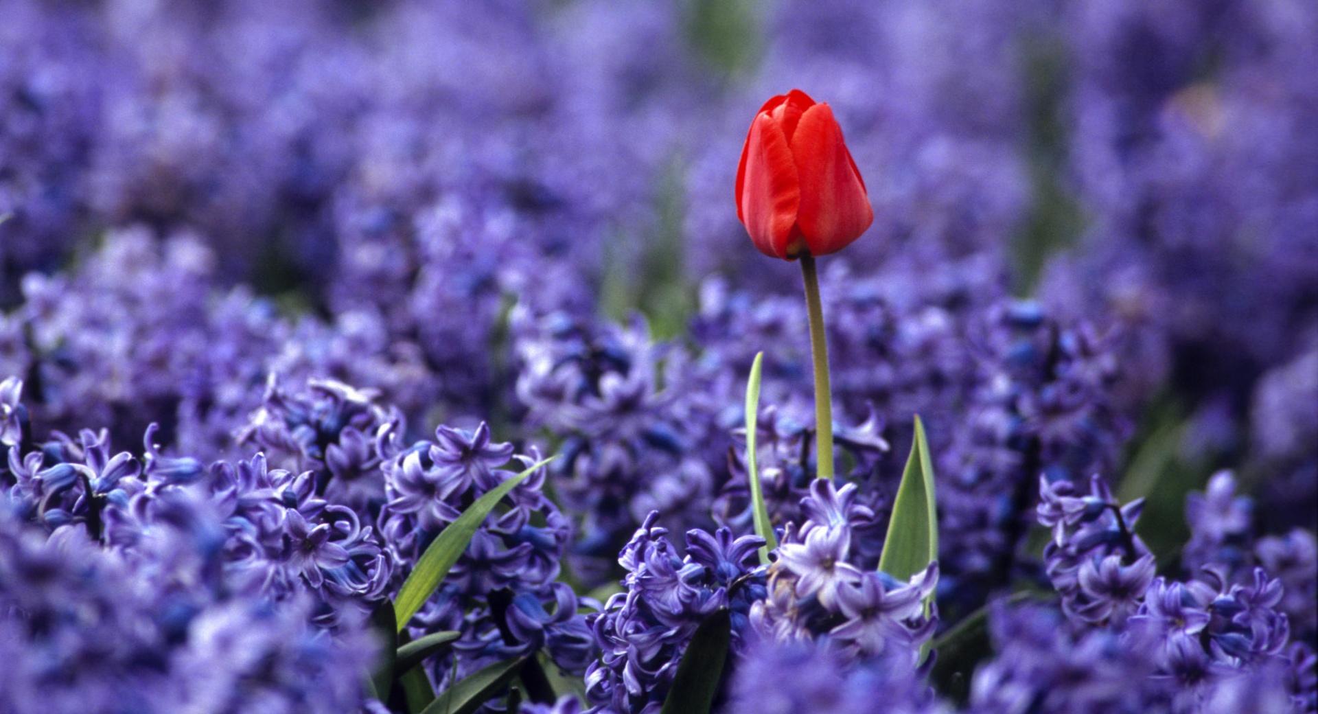 Red Tulip And Hyacinths at 1280 x 960 size wallpapers HD quality
