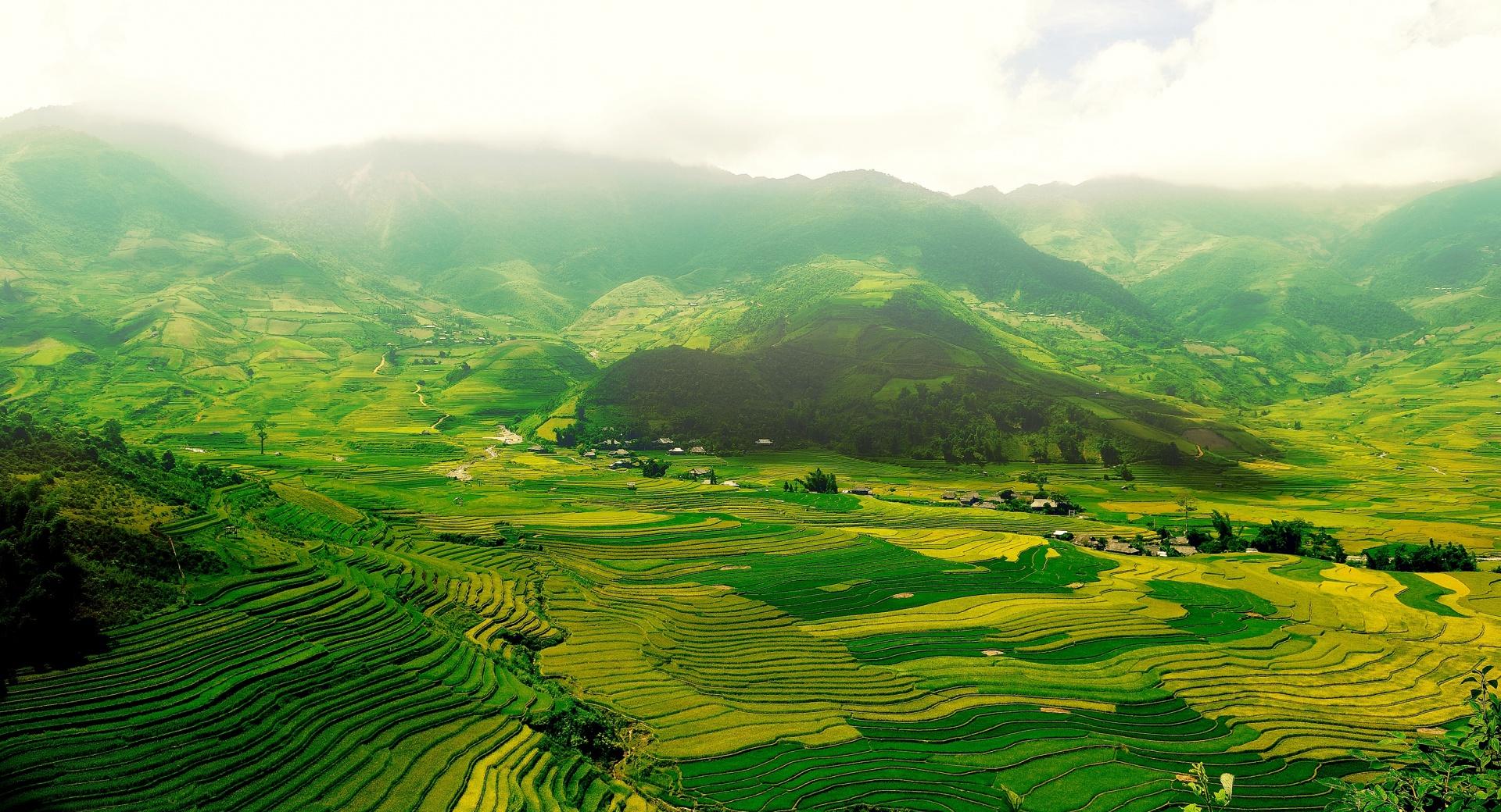 Rice Paddy Terraces wallpapers HD quality