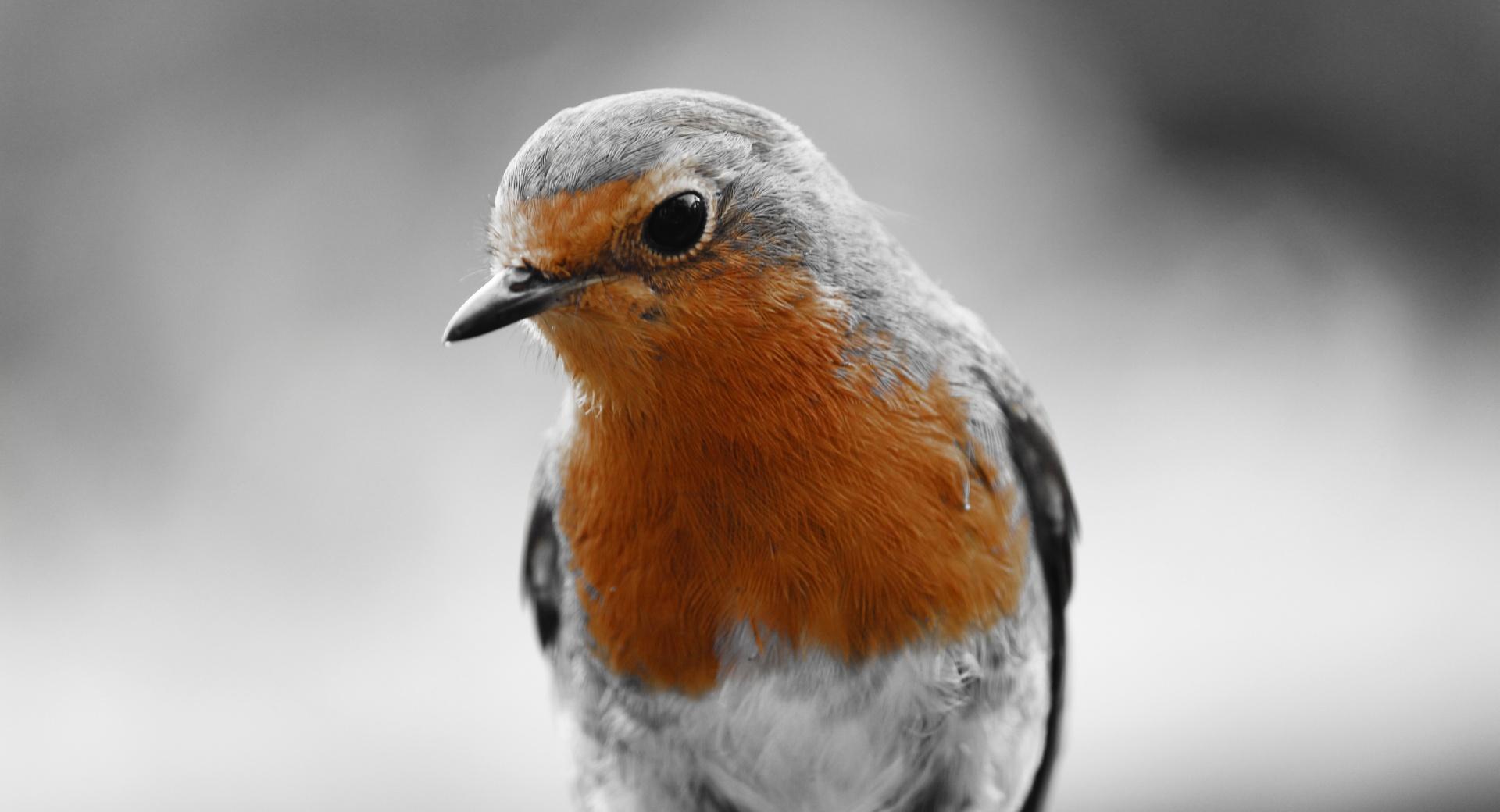 Robin Redbreast at 1600 x 1200 size wallpapers HD quality