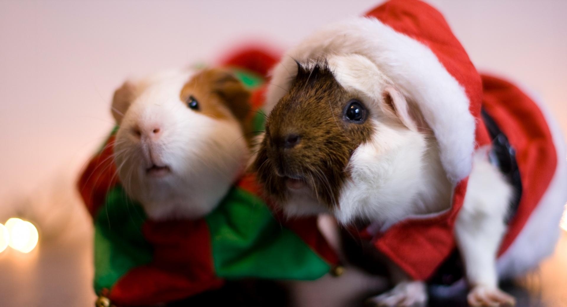 Santa Guinea Pig at 640 x 960 iPhone 4 size wallpapers HD quality