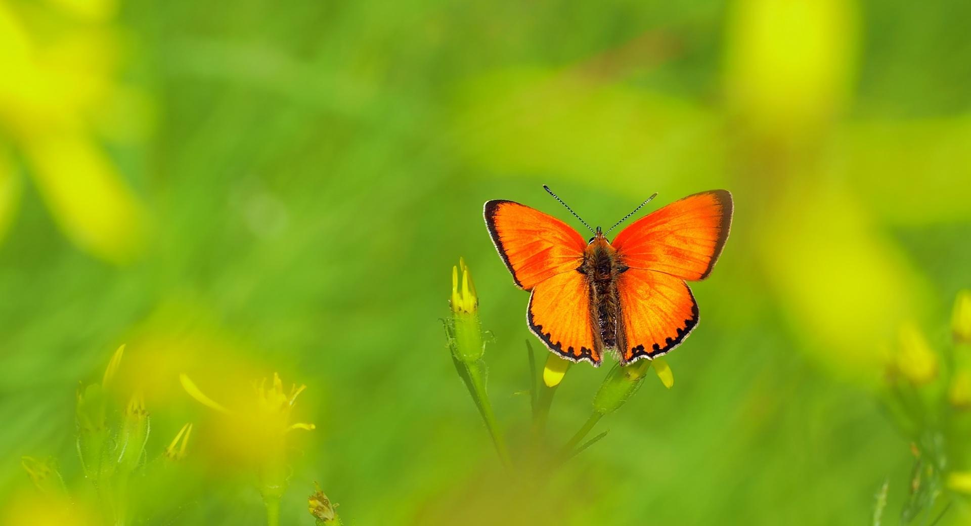 Scarce Copper Butterfly at 1152 x 864 size wallpapers HD quality