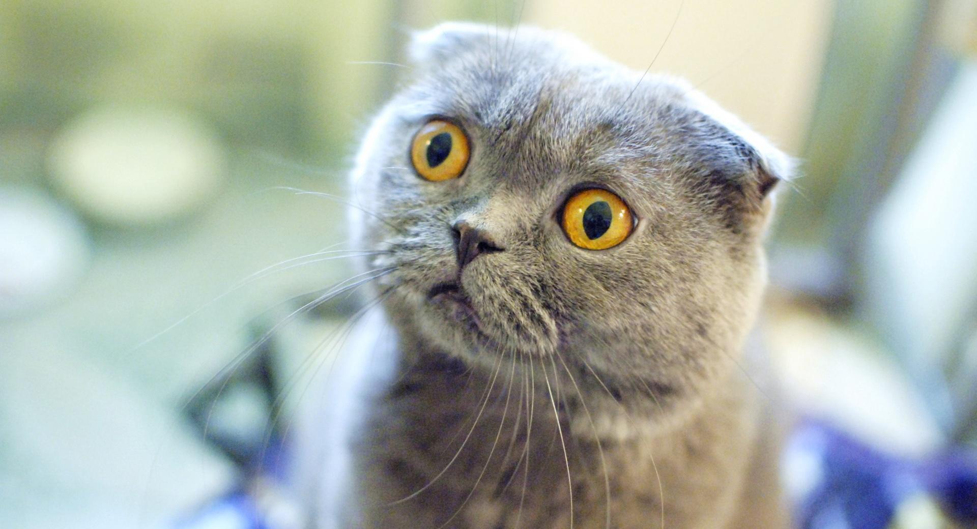 Scottish Fold Cat at 1600 x 1200 size wallpapers HD quality