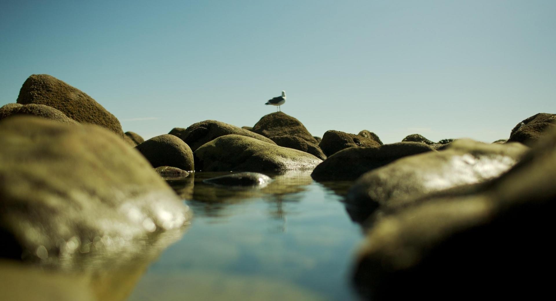Seagull On The Rocks at 750 x 1334 iPhone 6 size wallpapers HD quality