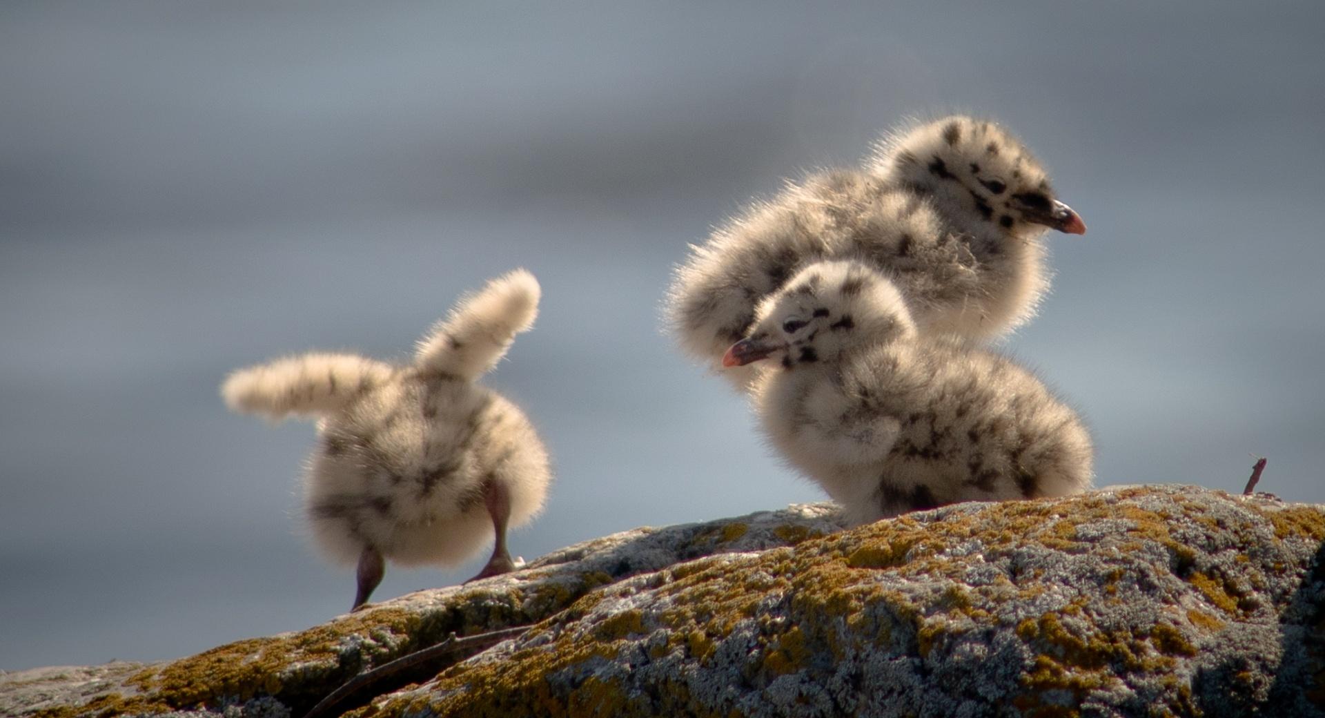 Seagulls Chicks wallpapers HD quality