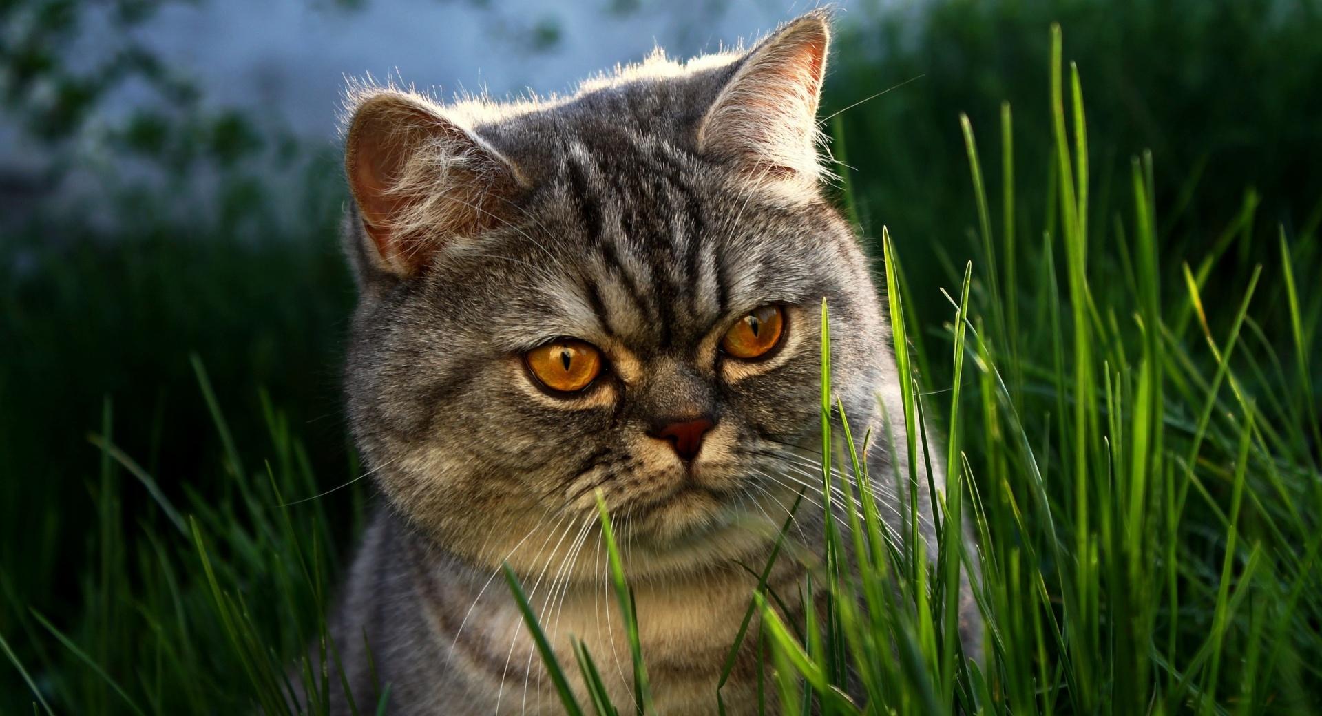 Serious Cat at 320 x 480 iPhone size wallpapers HD quality