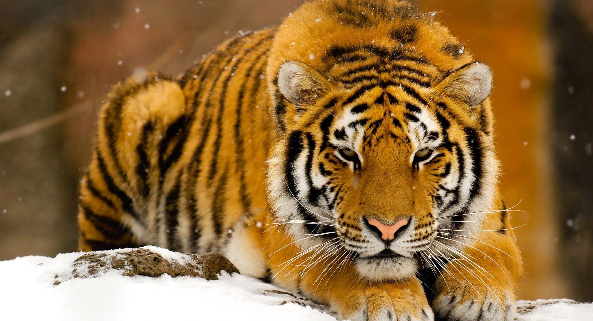 Siberian Tiger In Snow at 640 x 960 iPhone 4 size wallpapers HD quality