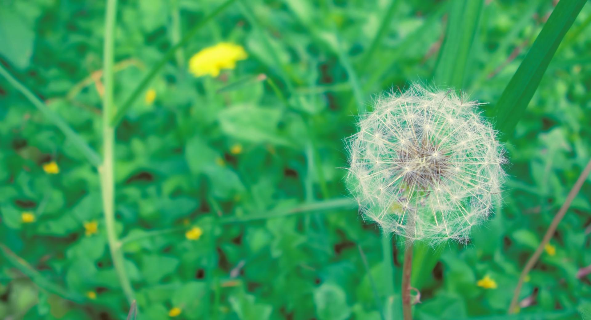 Simple Dandelion wallpapers HD quality